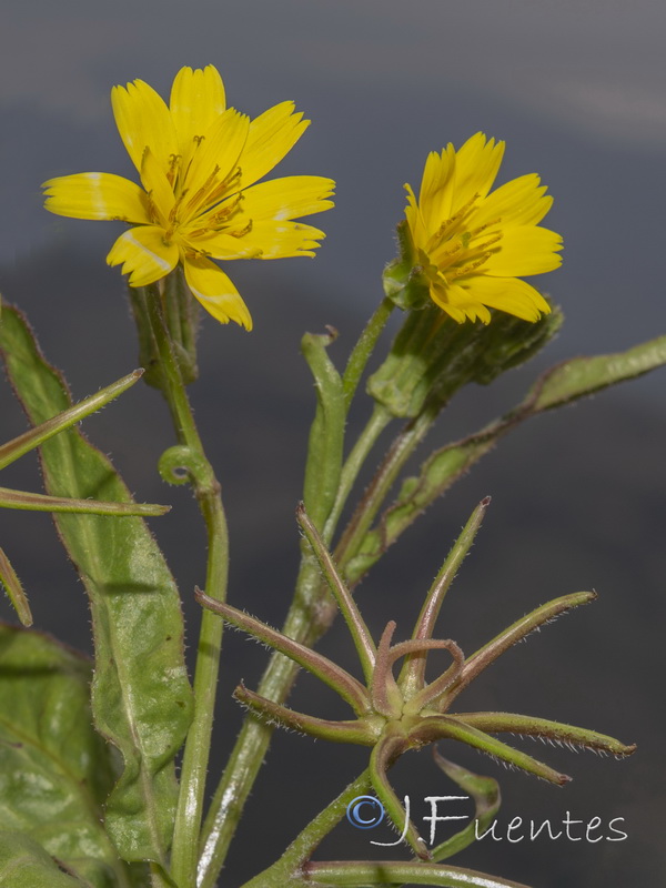 Rhagadiolus stellatus.05