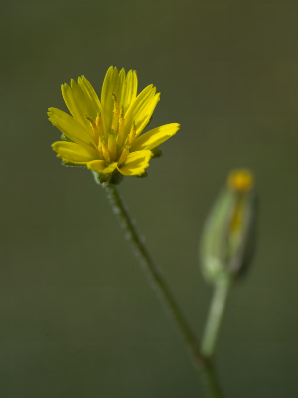 Rhagadiolus stellatus.09