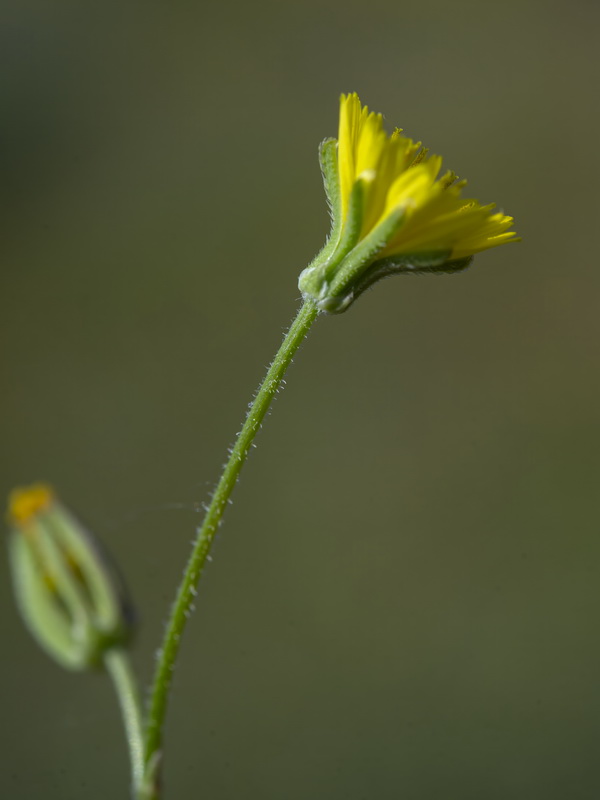 Rhagadiolus stellatus.10