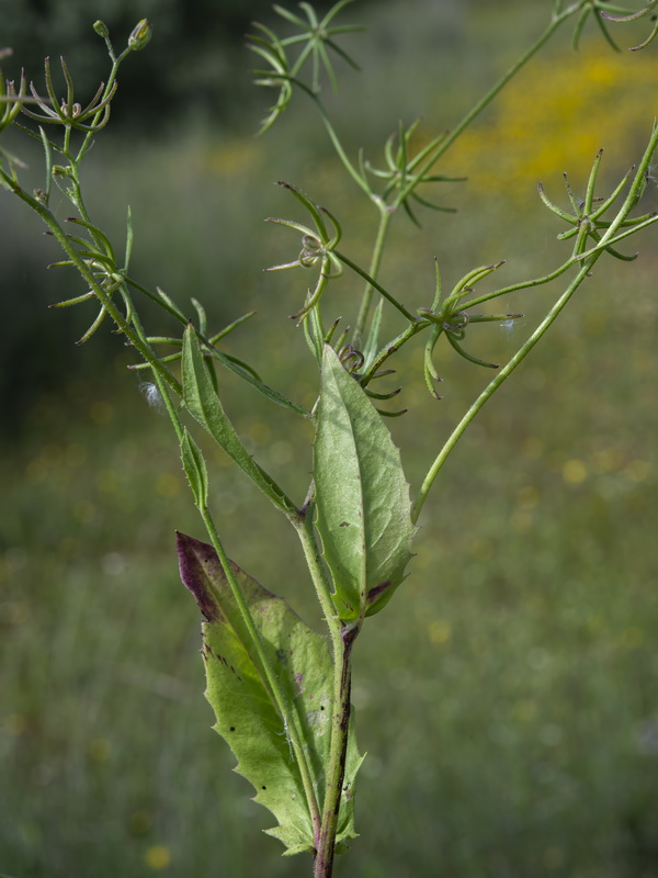 Rhagadiolus stellatus.11
