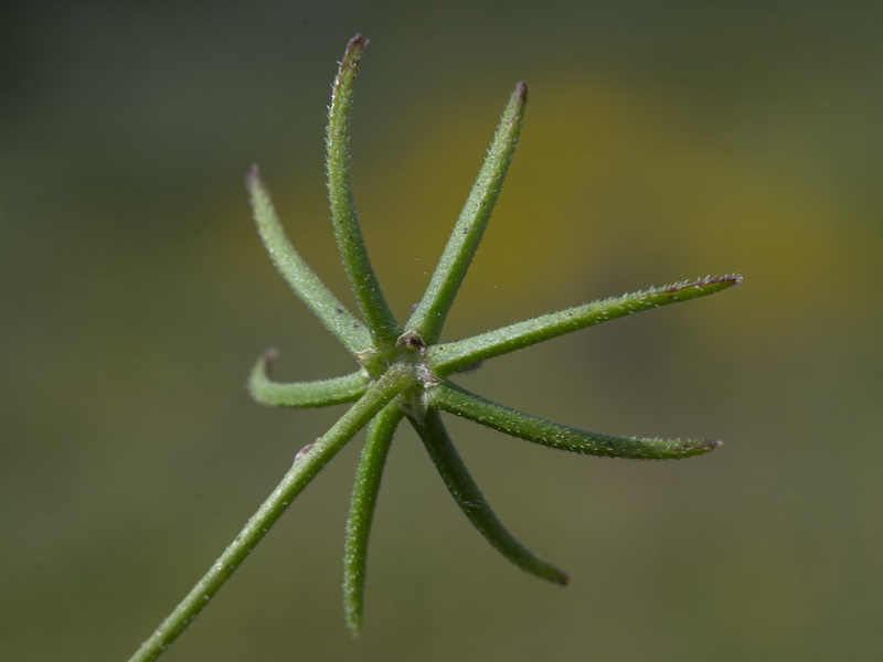 Rhagadiolus stellatus.13