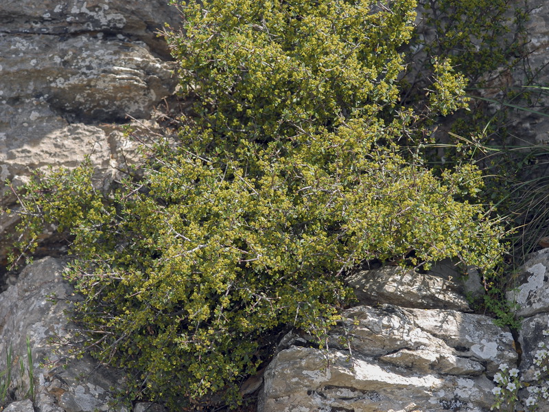 Rhamnus alaternus alaternus.02