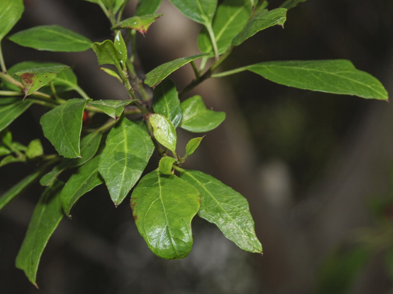 Rhamnus alaternus alaternus.04