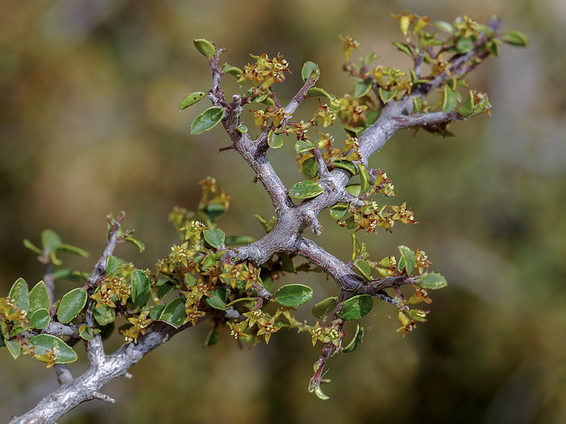 Rhamnus alaternus alaternus.06