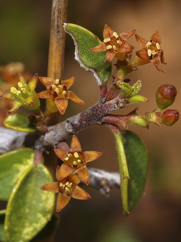 Rhamnus alaternus alaternus.20