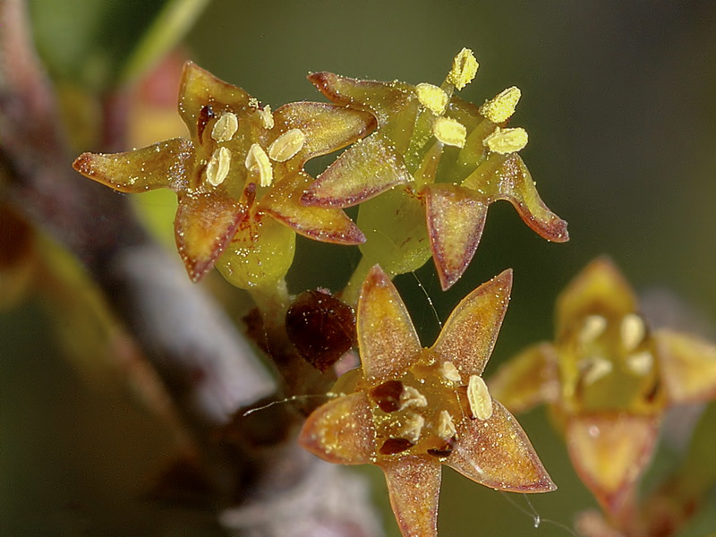 Rhamnus alaternus alaternus.23