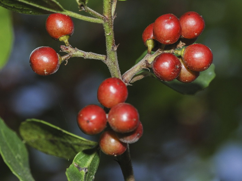 Rhamnus alaternus alaternus.28