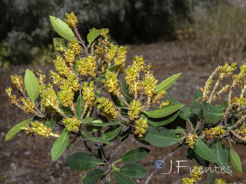 Rhamnus alaternus alaternus.30