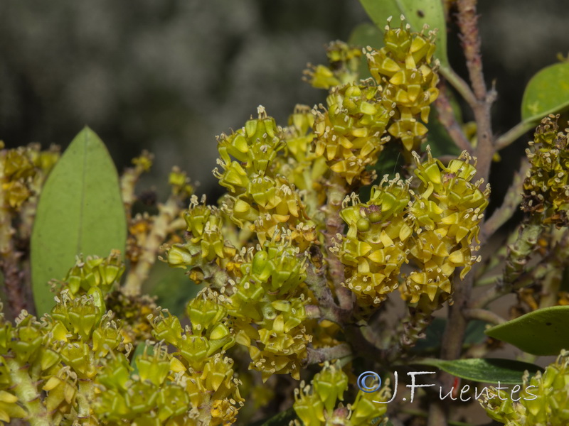Rhamnus alaternus alaternus.33