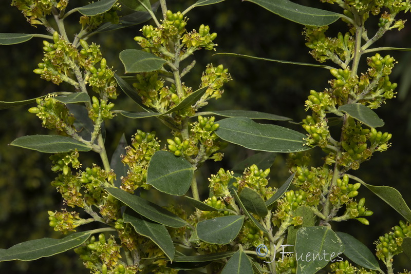 Rhamnus alaternus alaternus.35