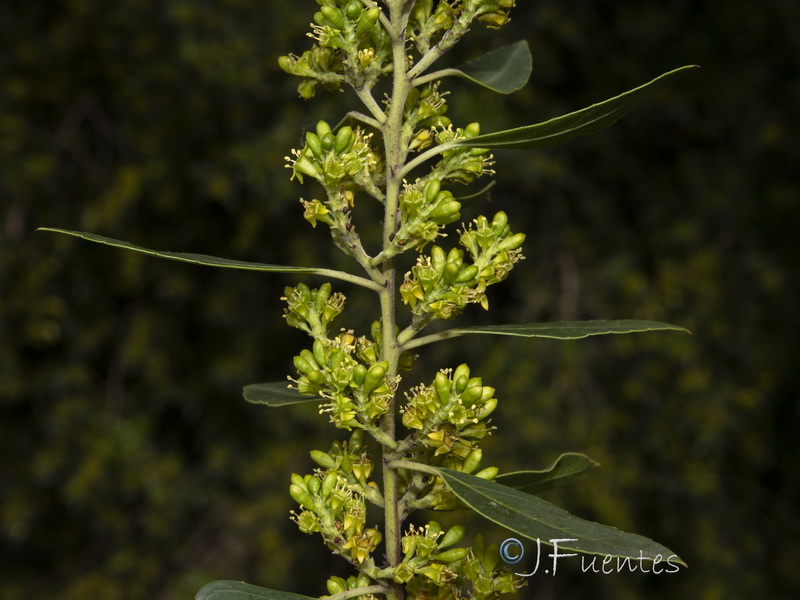 Rhamnus alaternus alaternus.36