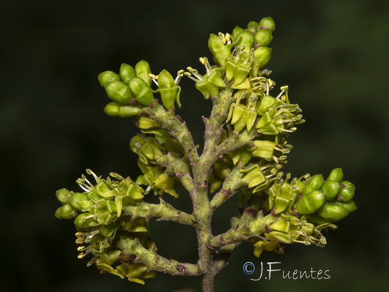 Rhamnus alaternus alaternus.37