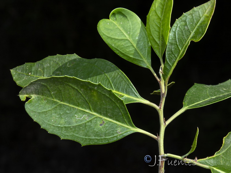 Rhamnus alaternus alaternus.38
