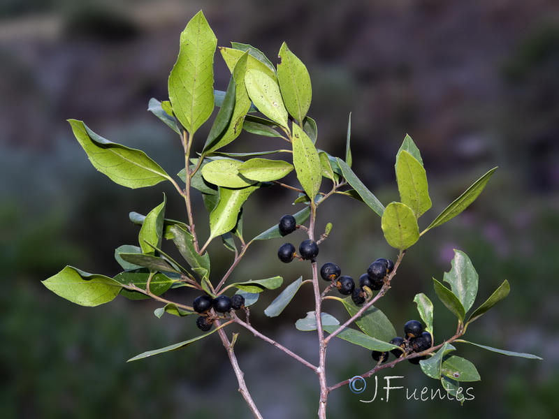 Rhamnus alaternus alaternus.42