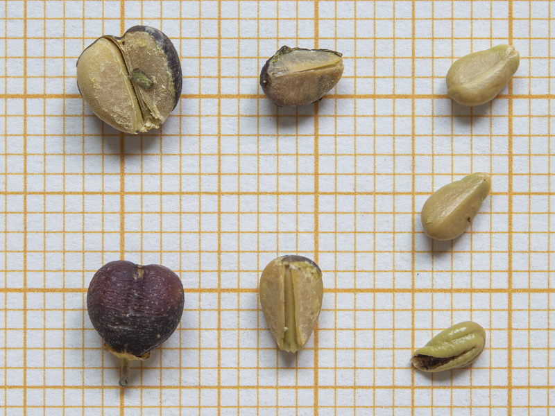 Rhamnus alaternus alaternus