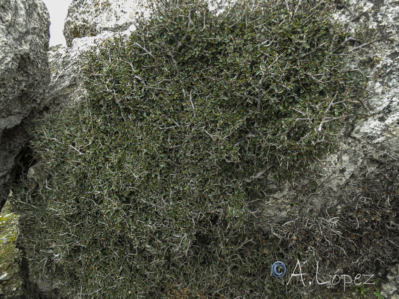 Rhamnus alaternus munyozgarmediae a.01