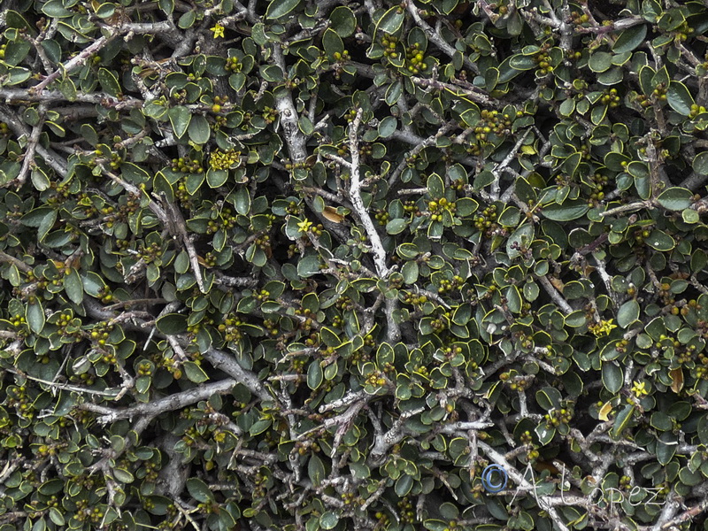 Rhamnus alaternus munyozgarmediae a.02