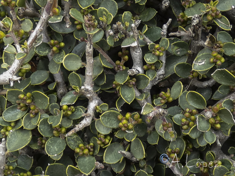 Rhamnus alaternus munyozgarmediae a.03