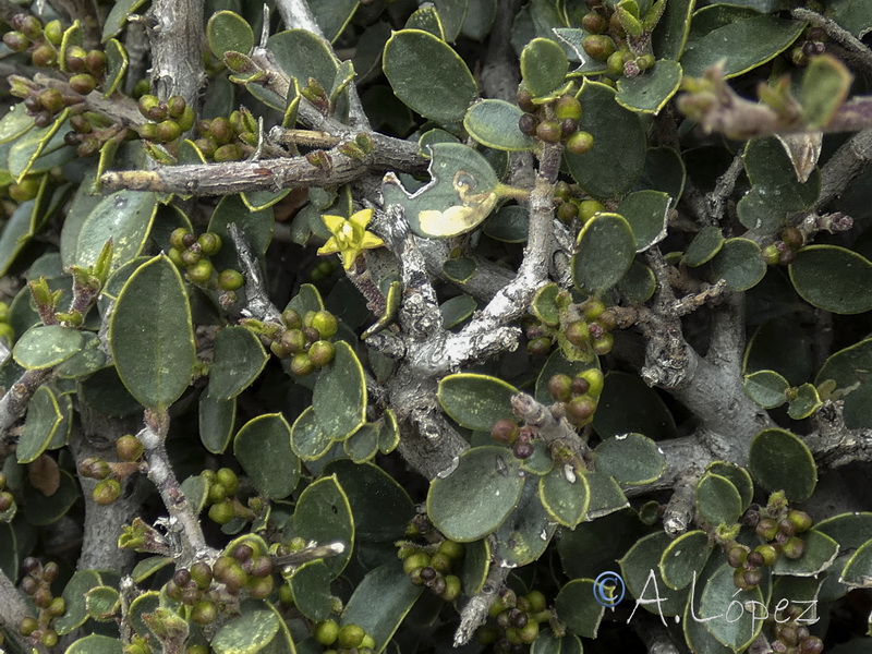 Rhamnus alaternus munyozgarmediae a.05