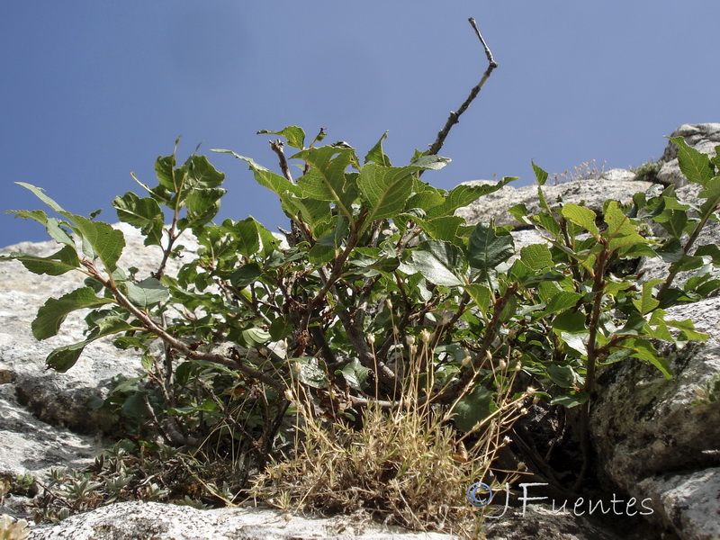 Rhamnus alpina.03
