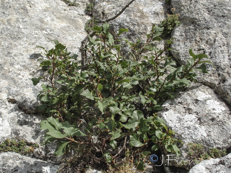 Rhamnus alpina.04