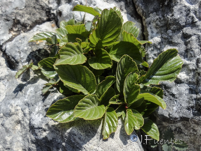 Rhamnus alpina.05