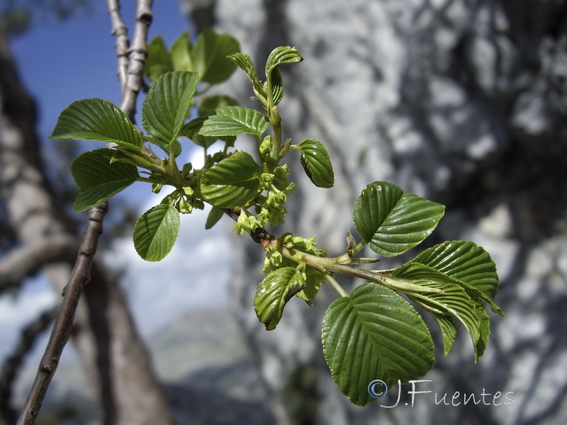 Rhamnus alpina.07