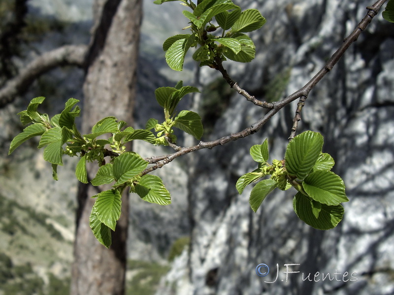 Rhamnus alpina.09