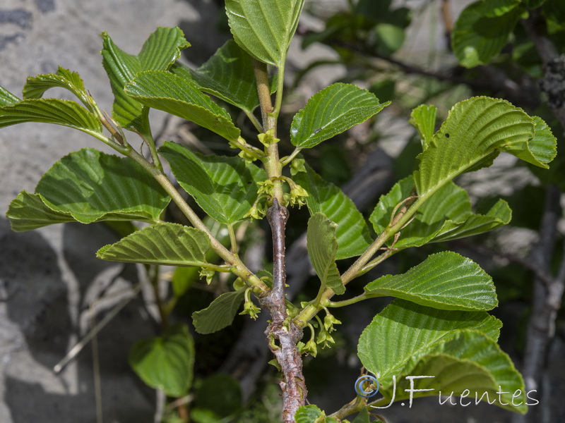 Rhamnus alpina.10