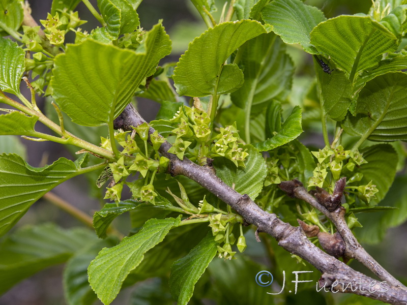 Rhamnus alpina.11