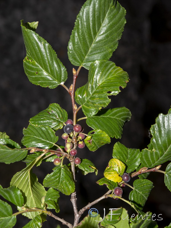 Rhamnus alpina.12