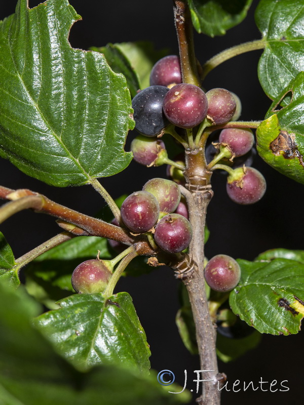 Rhamnus alpina.16