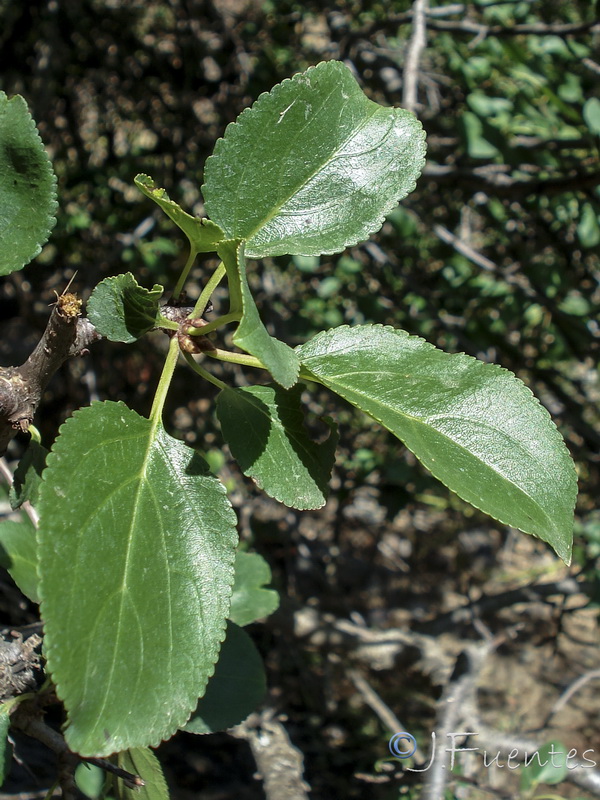 Rhamnus cathartica.04