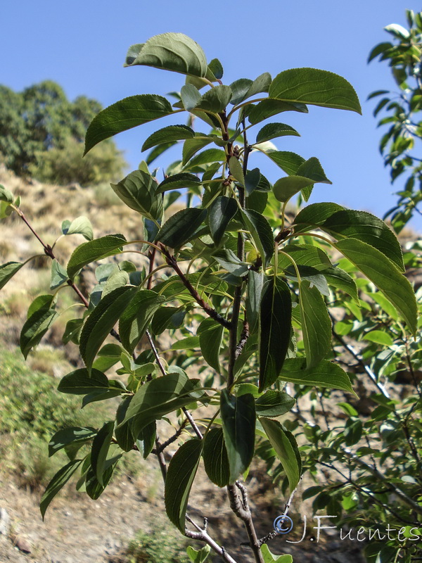 Rhamnus cathartica.05