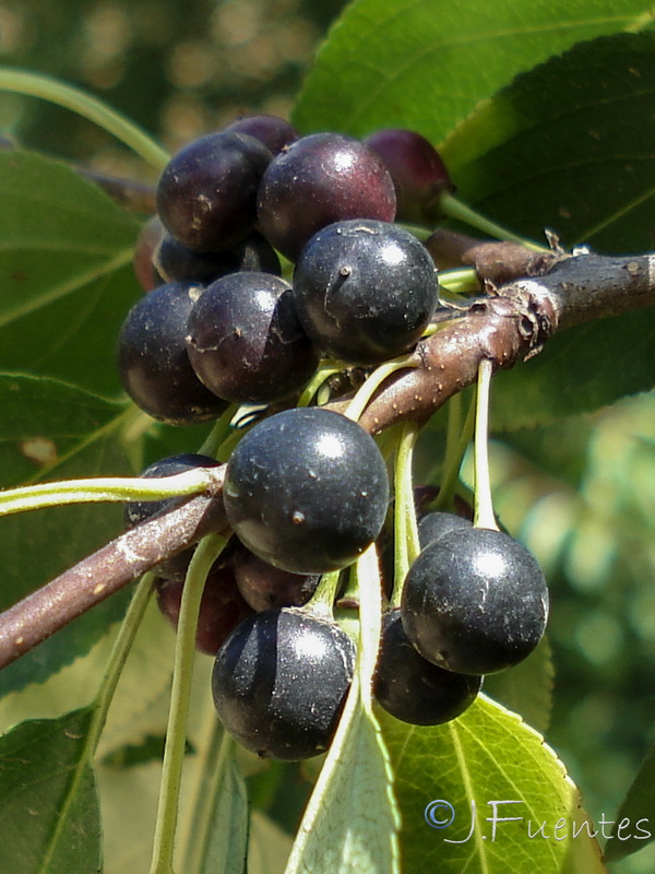 Rhamnus cathartica.08