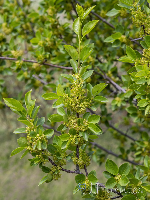 Rhamnus cathartica.24