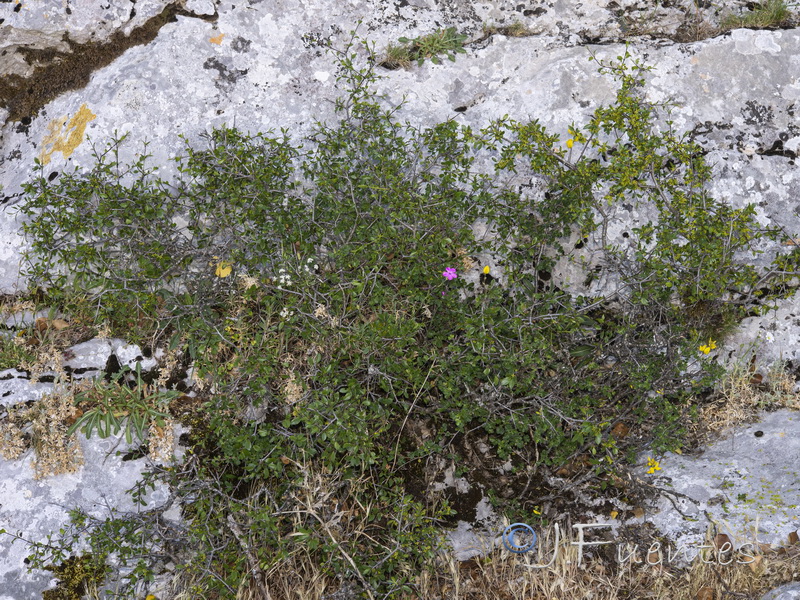 Rhamnus infectoria.01