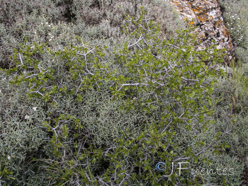 Rhamnus infectoria.02