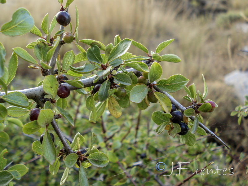 Rhamnus infectoria.03
