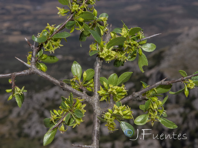 Rhamnus infectoria.05