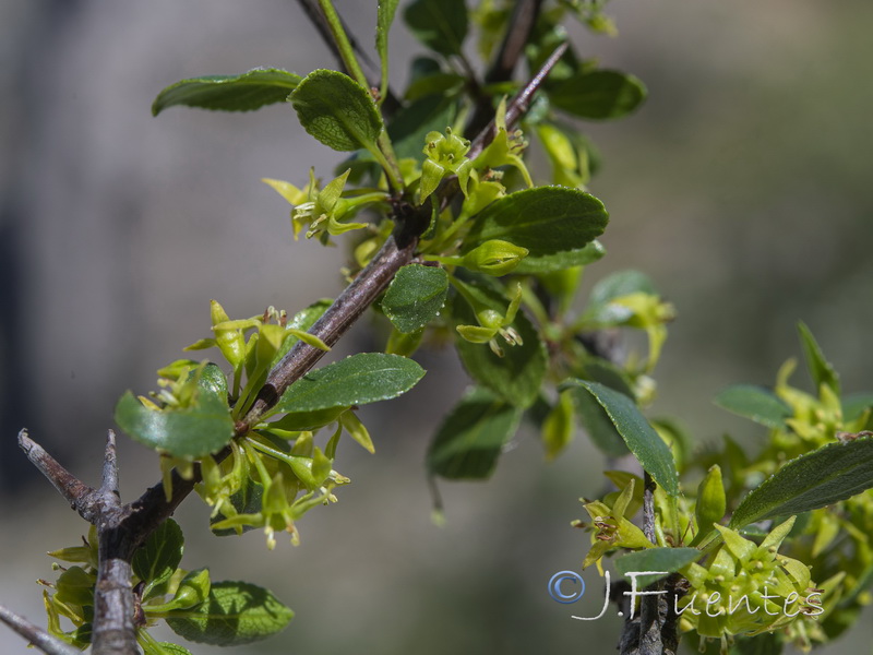 Rhamnus infectoria.08