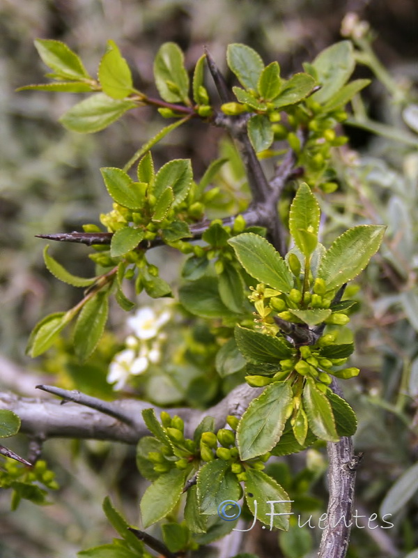 Rhamnus infectoria.09