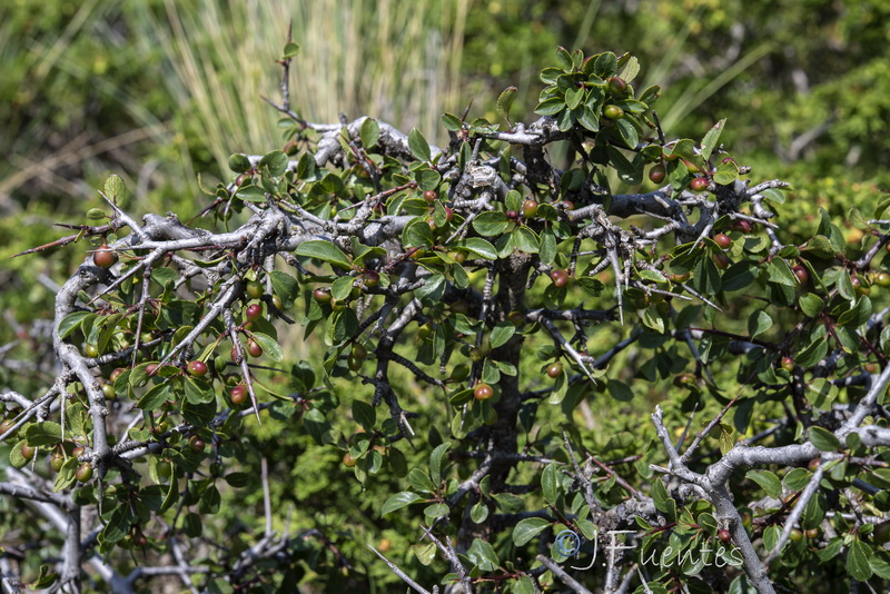 Rhamnus infectoria.10