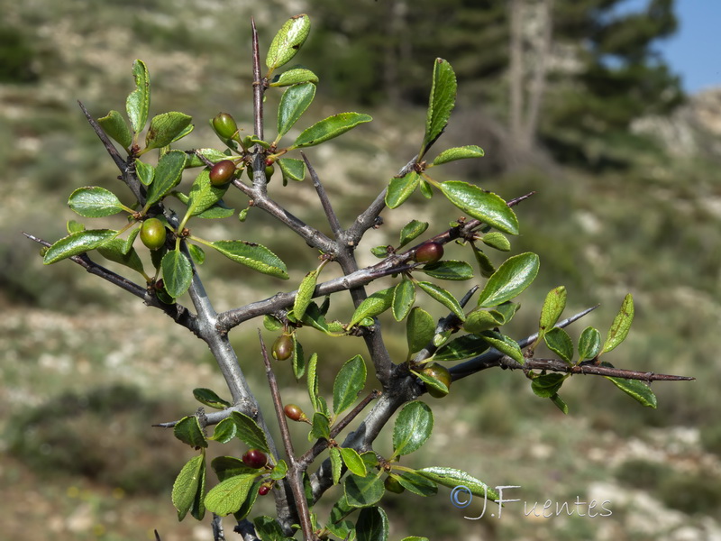 Rhamnus infectoria.11