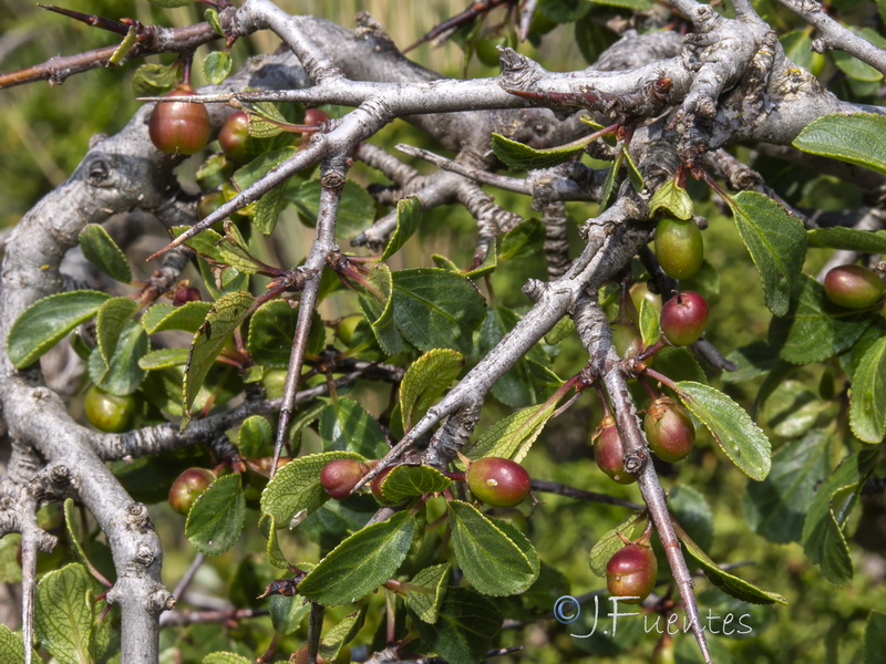 Rhamnus infectoria.12