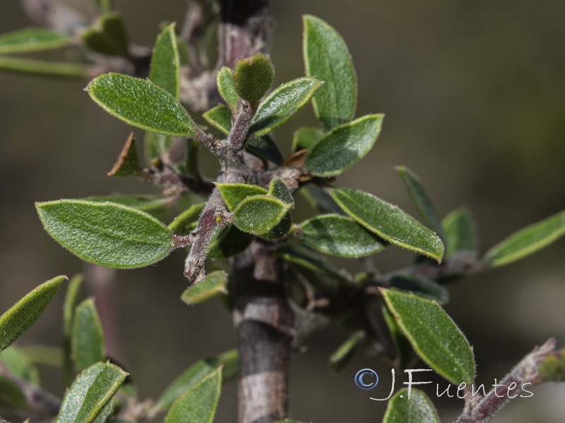 Rhamnus myrtifolia iranzoi.02
