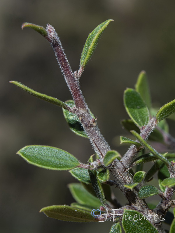 Rhamnus myrtifolia iranzoi.03