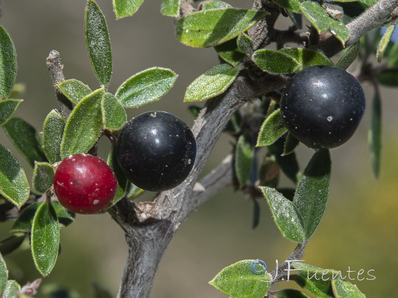 Rhamnus myrtifolia iranzoi.04