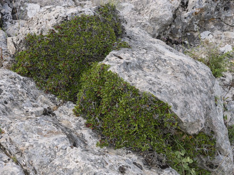 Rhamnus myrtifolia myrtifolia.02