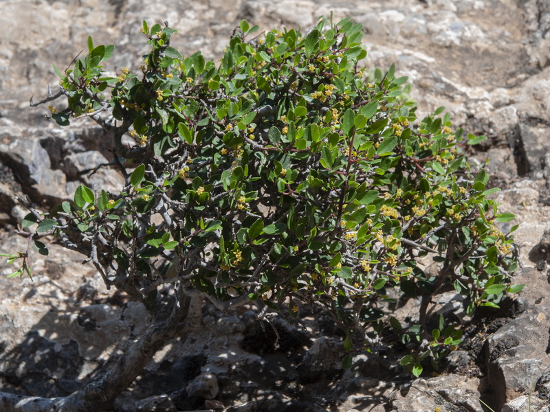 Rhamnus myrtifolia myrtifolia.03